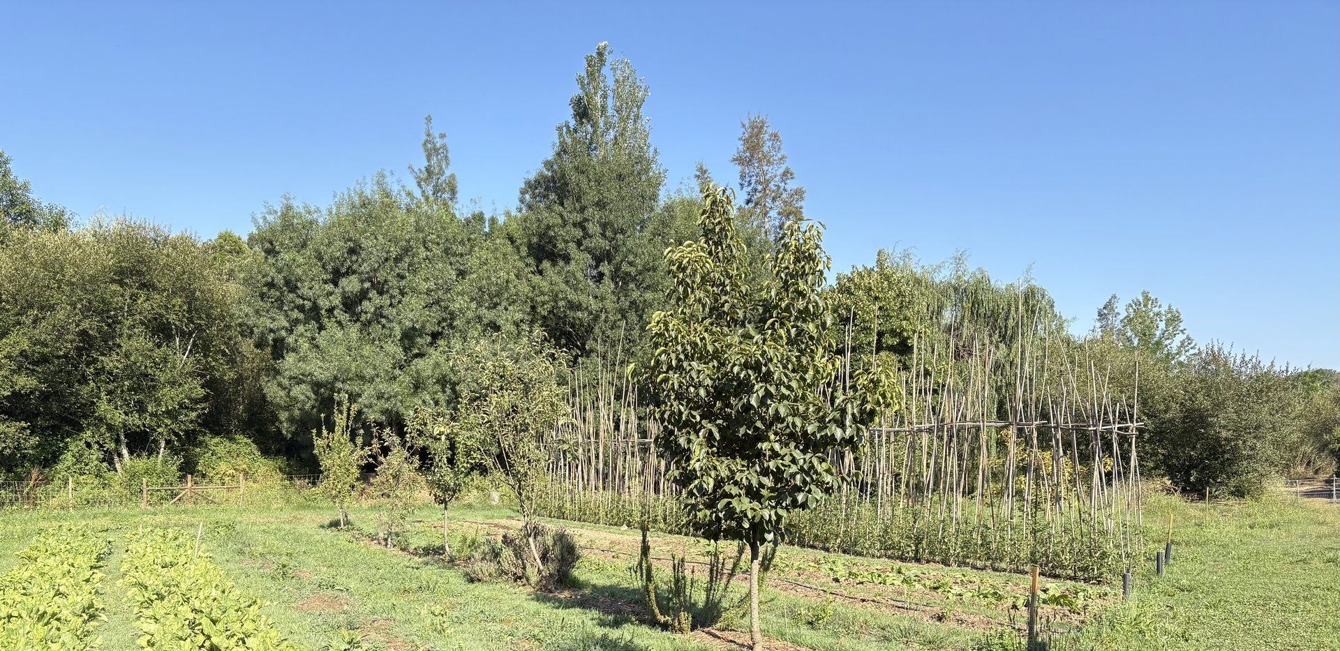 Reihen junger Obstbäume und Rankgerüste für Gemüse auf einer grünen Anbaufläche