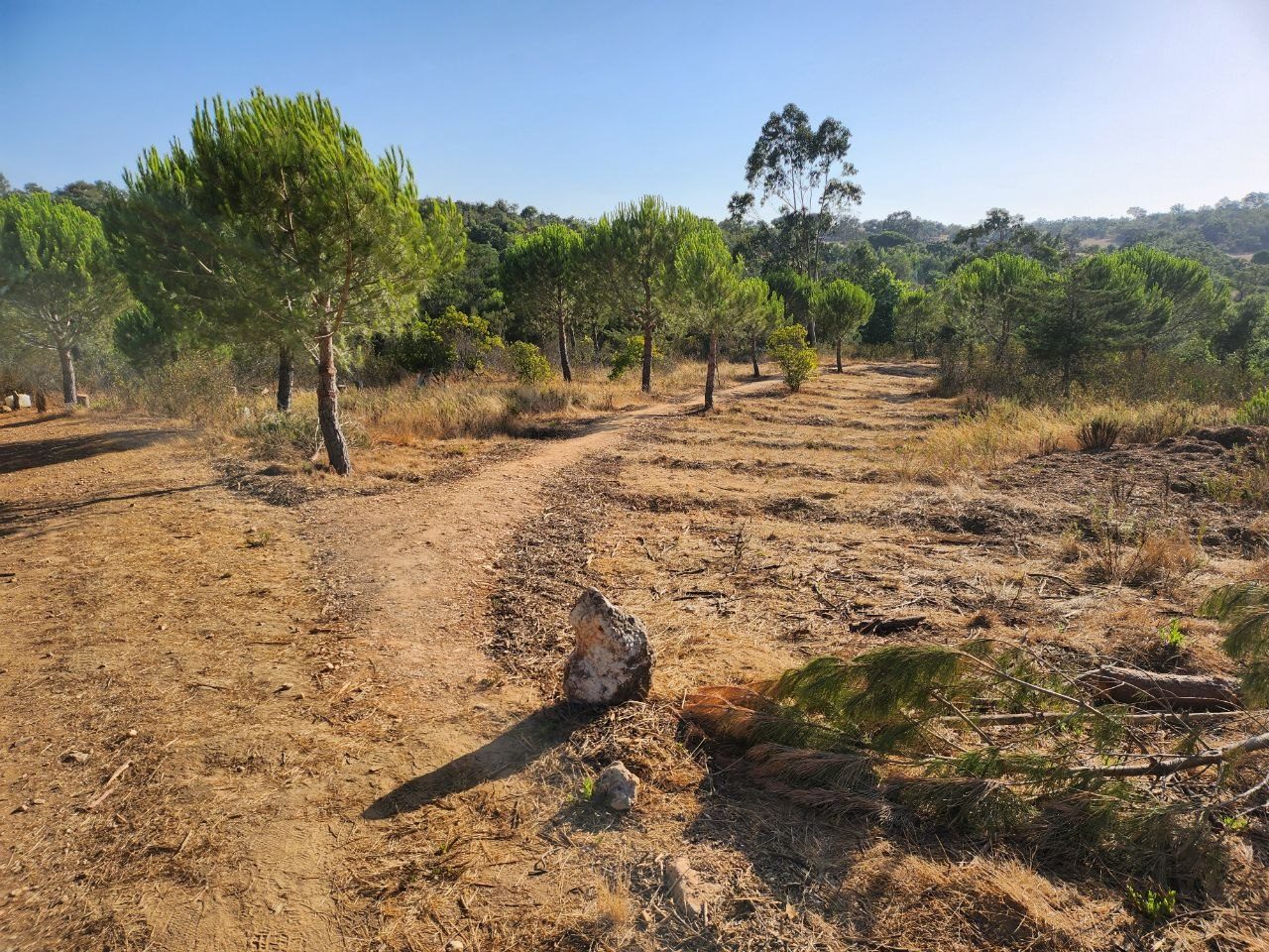 Naturbelassener Trampelpfad durch trockenes Gras zwischen Pinien